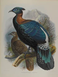 Lophophorus L